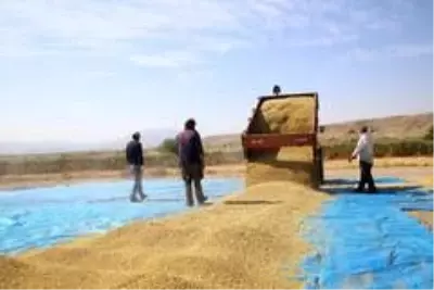 150 gün suyun içinde yetişen pirinçte hasat zamanı 150 gün suyun içinde yetişen pirinçte hasat zamanı