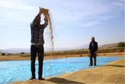 150 gün suyun içinde yetişen pirinçte hasat zamanı 150 gün suyun içinde yetişen pirinçte hasat zamanı