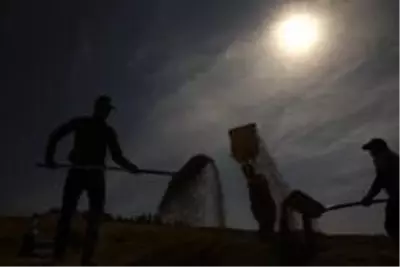 150 gün suyun içinde yetişen pirinçte hasat zamanı 150 gün suyun içinde yetişen pirinçte hasat zamanı