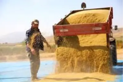 150 gün suyun içinde yetişen pirinçte hasat zamanı 150 gün suyun içinde yetişen pirinçte hasat zamanı