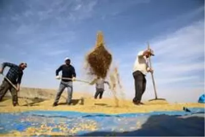 150 gün suyun içinde yetişen pirinçte hasat zamanı 150 gün suyun içinde yetişen pirinçte hasat zamanı