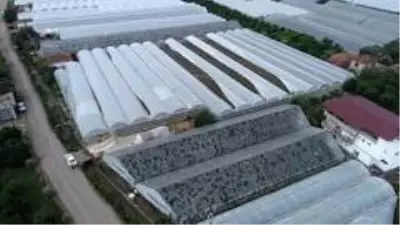 Antalya'da zarar gören seralar havadan görüntülendi Antalya'da zarar gören seralar havadan görüntülendi