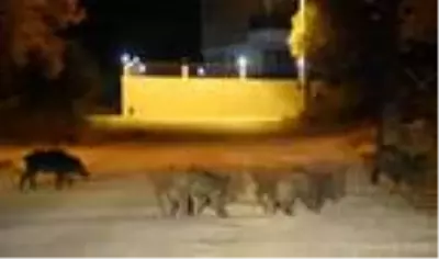 Demre ilçe merkezine domuzlar indi Demre ilçe merkezine domuzlar indi