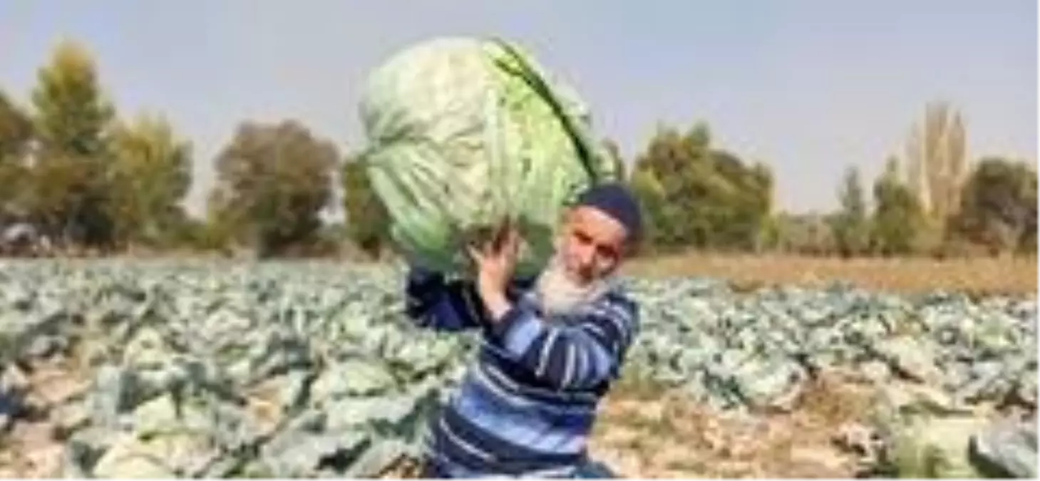 Dev lahanaların hasadı başladı