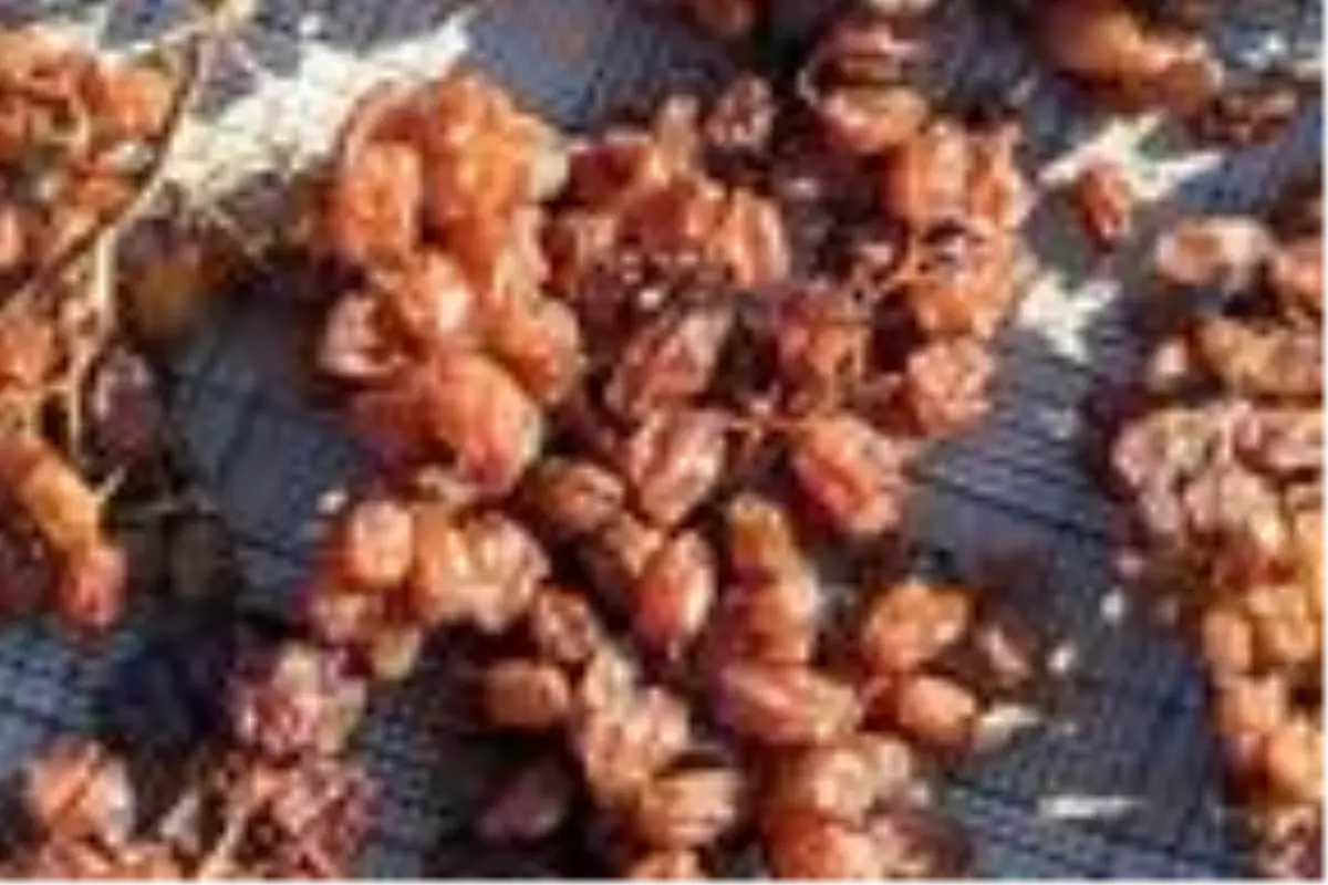 Gülnar'da kurutmalık üzümler, meşe külüne bandırılıyor