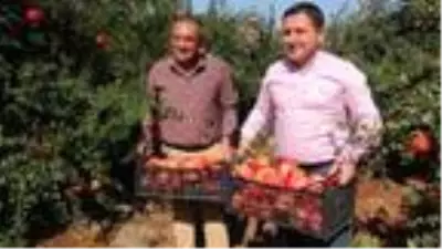 Kilis'te nar hasadı Kilis'te nar hasadı