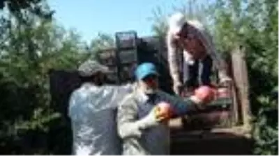 Kilis'te nar hasadı Kilis'te nar hasadı