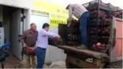 Kilis'te nar hasadı Kilis'te nar hasadı