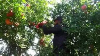 Kilis'te nar hasadı başladı Kilis'te nar hasadı başladı