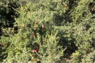 Kilis'te nar hasadı başladı Kilis'te nar hasadı başladı