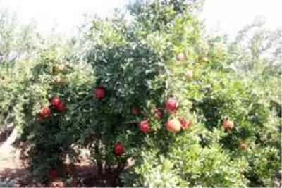 Kilis'te nar hasadı başladı Kilis'te nar hasadı başladı