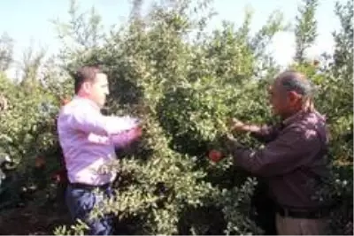 Kilis'te nar hasadı başladı Kilis'te nar hasadı başladı