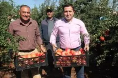 Kilis'te nar hasadı başladı Kilis'te nar hasadı başladı