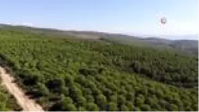 Son dakika haber | Kilosu tam 800 lira...Köylüler ölümü göze alarak çıktıkları çam ağaçlarından altın değerinde fıstık topluyor Son dakika haber | Kilosu tam 800 lira...Köylüler ölümü göze alarak çıktıkları çam ağaçlarından altın değerinde fıstık topluyor