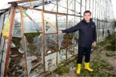 Kumluca'daki fırtına narenciye seralarını vurdu Kumluca'daki fırtına narenciye seralarını vurdu