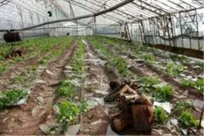 Kumluca'daki fırtına narenciye seralarını vurdu Kumluca'daki fırtına narenciye seralarını vurdu