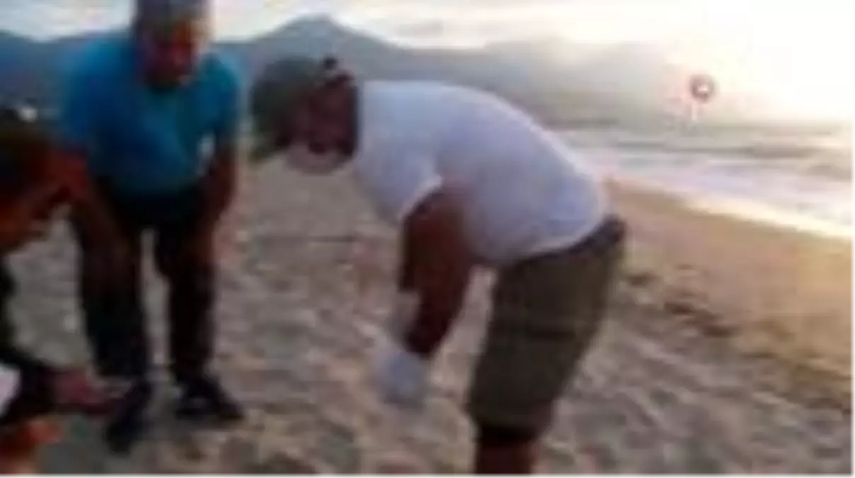 Kuşadası'nda ölen yeşil kaplumbağa sahile vurdu