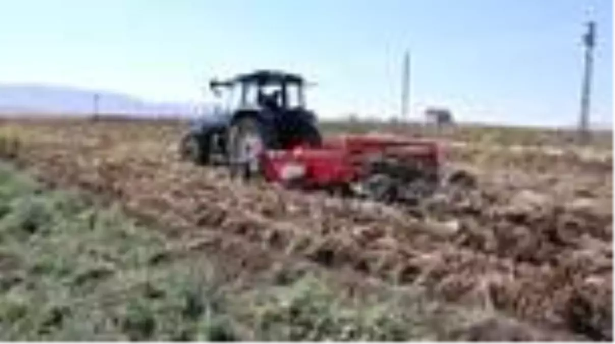 Tescilli mor patates 'ilkmor'un sofralara yolculuğu başladı