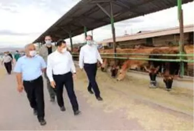 Vali Masatlı, Gökhöyük Tarım İşletmesinde incelemelerde bulundu Vali Masatlı, Gökhöyük Tarım İşletmesinde incelemelerde bulundu