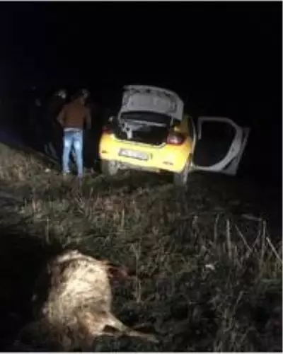 Son dakika haber... Yola çıkan koyunlar kazaya neden oldu: 2 ölü, 2 yaralı Son dakika haber... Yola çıkan koyunlar kazaya neden oldu: 2 ölü, 2 yaralı