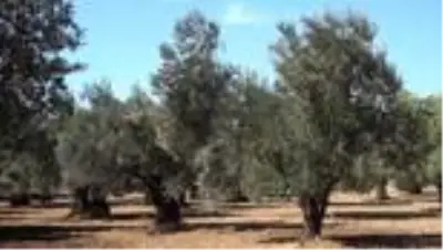 Zeytin üreticisine 'Erken hasat için acele etmeyin' uyarısı Zeytin üreticisine 'Erken hasat için acele etmeyin' uyarısı