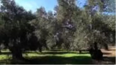 Zeytin üreticisine 'Erken hasat için acele etmeyin' uyarısı Zeytin üreticisine 'Erken hasat için acele etmeyin' uyarısı