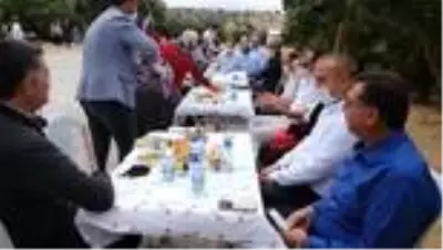 1300 yıllık anıt ağacın zeytinleri hasat edildi