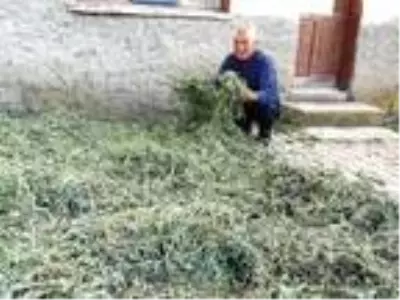 Ada çayı, köylülerin kazanç kapısı oldu Ada çayı, köylülerin kazanç kapısı oldu