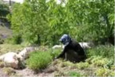 Ada çayı, köylülerin kazanç kapısı oldu Ada çayı, köylülerin kazanç kapısı oldu