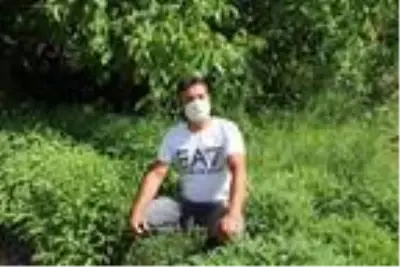 Ada çayı, köylülerin kazanç kapısı oldu Ada çayı, köylülerin kazanç kapısı oldu