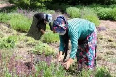 Ada çayı, köylülerin kazanç kapısı oldu Ada çayı, köylülerin kazanç kapısı oldu