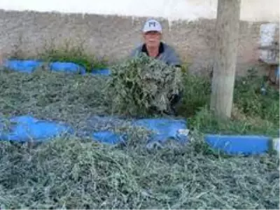 Ada çayı, köylülerin kazanç kapısı oldu Ada çayı, köylülerin kazanç kapısı oldu