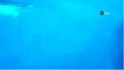 Antalya'da yunus balıkları tekneye eşlik etti Antalya'da yunus balıkları tekneye eşlik etti