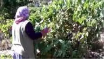 Beypazarı'nda güzle birlikte bağ bozumu ve pekmez yapımına başlandı Beypazarı'nda güzle birlikte bağ bozumu ve pekmez yapımına başlandı