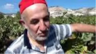 Beypazarı'nda güzle birlikte bağ bozumu ve pekmez yapımına başlandı Beypazarı'nda güzle birlikte bağ bozumu ve pekmez yapımına başlandı