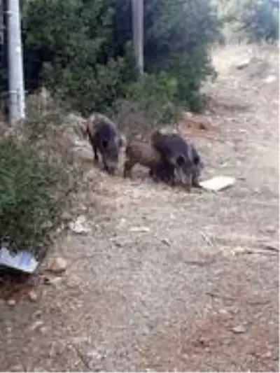 Bodrum'a inen yaban domuzları görüntülendi Bodrum'a inen yaban domuzları görüntülendi