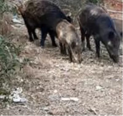 Bodrum'a inen yaban domuzları görüntülendi Bodrum'a inen yaban domuzları görüntülendi