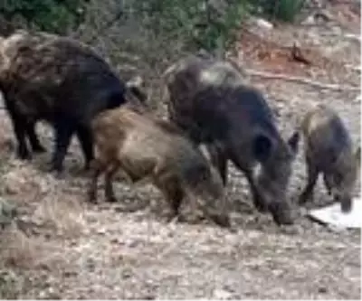 Bodrum'a inen yaban domuzları görüntülendi Bodrum'a inen yaban domuzları görüntülendi