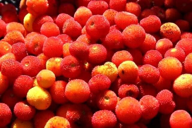 Çam ormanlarında yetişen davulga meyvesi toplayanı zengin ediyor