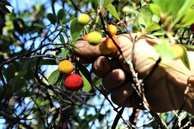 Çam ormanlarında yetişen davulga meyvesi toplayanı zengin ediyor