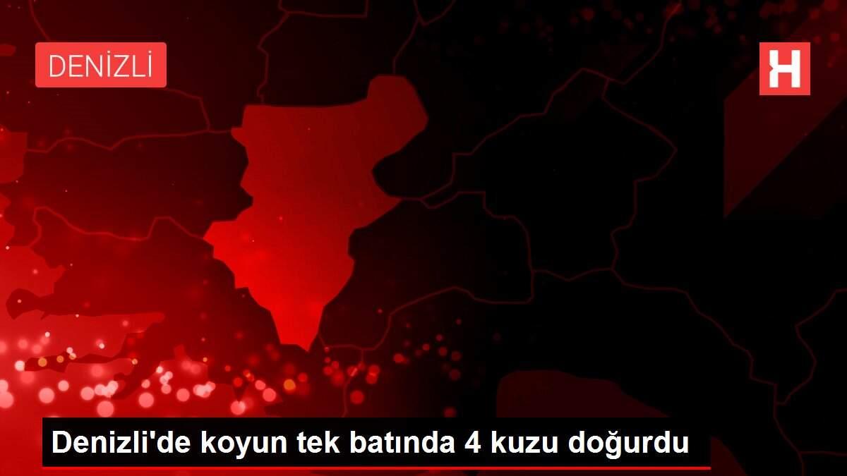 Denizli'de koyun tek batında 4 kuzu doğurdu