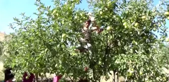 Elma hasadı çiftçilerin yüzünü güldürüyor