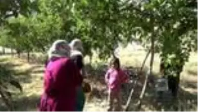 Elma hasadı çiftçilerin yüzünü güldürüyor Elma hasadı çiftçilerin yüzünü güldürüyor