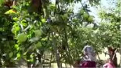 Elma hasadı çiftçilerin yüzünü güldürüyor Elma hasadı çiftçilerin yüzünü güldürüyor