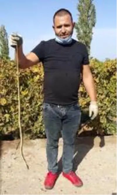 Son dakika... Evinden çıkan 1,5 metrelik yılanı, kürekle öldürdü Son dakika... Evinden çıkan 1,5 metrelik yılanı, kürekle öldürdü