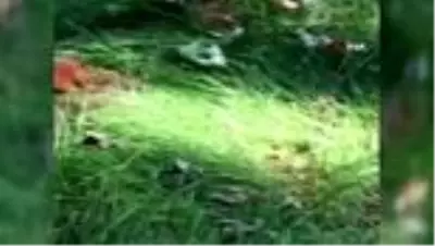 Hamarat sincap kışlık yiyeceğini böyle gömdü Hamarat sincap kışlık yiyeceğini böyle gömdü