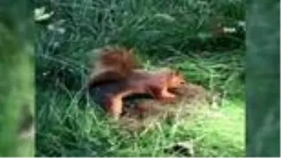 Hamarat sincap kışlık yiyeceğini böyle gömdü Hamarat sincap kışlık yiyeceğini böyle gömdü