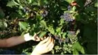 Karadeniz'in yeni meyvesi 'Aronya'da ilk hasat Karadeniz'in yeni meyvesi 'Aronya'da ilk hasat
