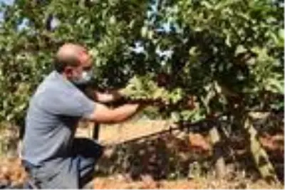 Gördüğü bahçeden etkilenen mühendis, Kariyerini bırakıp elma üreticisi oldu