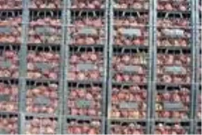 Gördüğü bahçeden etkilenen mühendis, Kariyerini bırakıp elma üreticisi oldu